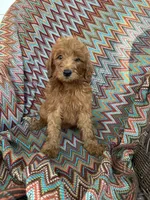 Milo, a male Goldendoodle for sale in Clifton, KS – 1 of 1