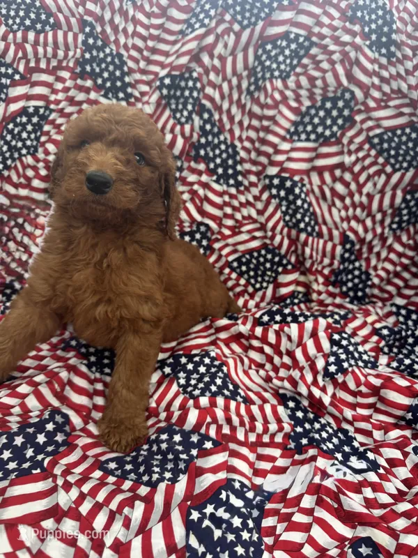 Sam – Goldendoodle puppy for sale in Clifton, KS