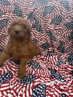 Sam, a male Goldendoodle for sale in Clifton, KS – 1 of 1