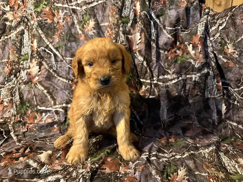 Samantha – Goldendoodle puppy for sale in Clifton, KS
