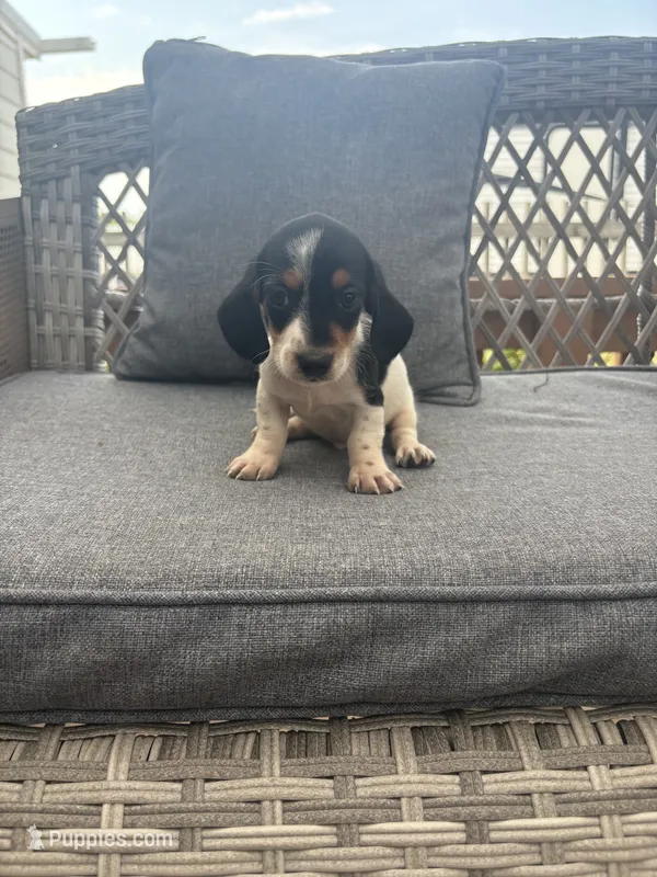Mickey – Miniature Dachshund puppy for sale in Clifton, KS