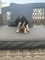 Mickey, a male Miniature Dachshund for sale in Clifton, KS – 1 of 1
