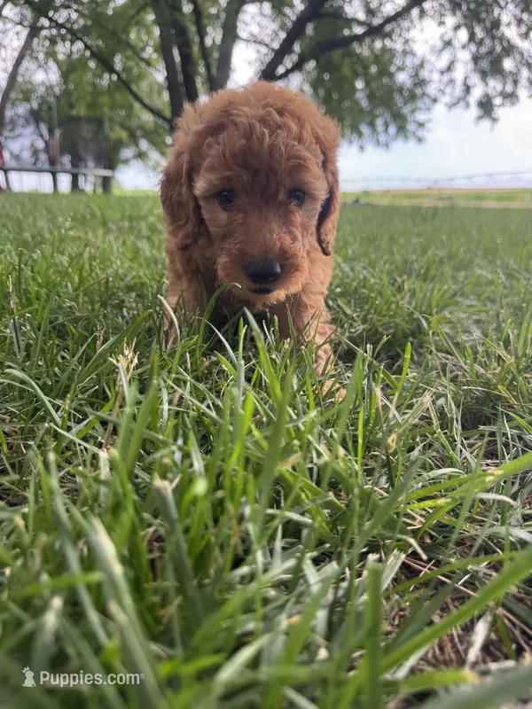 Layla – Miniature Goldendoodle puppy for sale in Clifton, KS