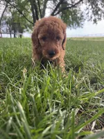 Layla, a female Miniature Goldendoodle for sale in Clifton, KS – 1 of 3