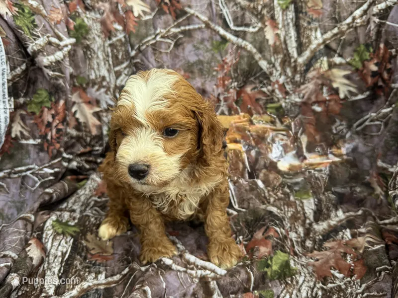 Buddy – Cockapoo puppy for sale in Clifton, KS