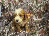 Buddy, a male Cockapoo for sale in Clifton, KS – 1 of 1