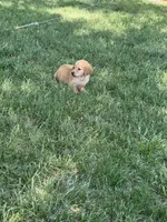 Sunny, a male Golden Retriever for sale in Clifton, KS – 2 of 2