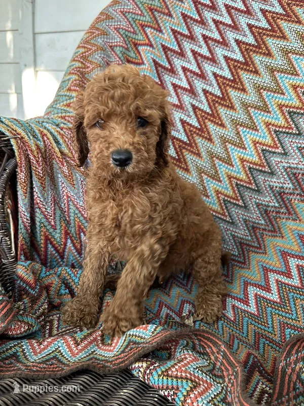 Max – Goldendoodle puppy for sale in Clifton, KS