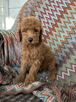 Max, a male Goldendoodle for sale in Clifton, KS – 1 of 1