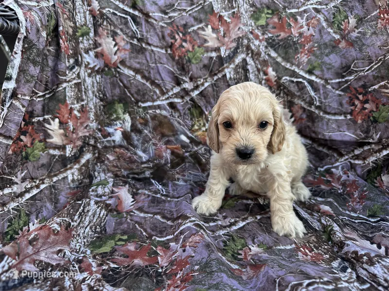 Milo – Cockapoo puppy for sale in Clifton, KS