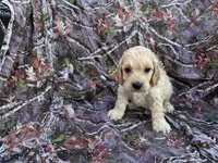Milo, a male Cockapoo for sale in Clifton, KS – 1 of 1