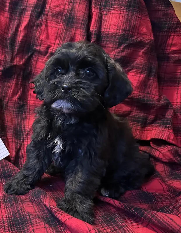 Lucy – Shihpoo puppy for sale in Clifton, KS