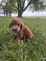 Benji, a male Miniature Goldendoodle for sale in Clifton, KS – 3 of 3