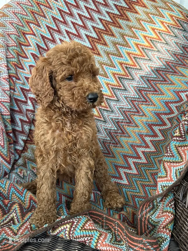 Skippy – Goldendoodle puppy for sale in Clifton, KS
