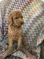 Skippy, a male Goldendoodle for sale in Clifton, KS – 1 of 1