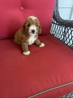 Buddy, a male Cockapoo for sale in Clifton, KS – 2 of 2