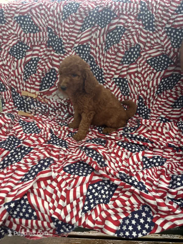 Susie , a female Goldendoodle for sale in Clifton, KS – 1 of 1