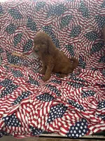 Susie , a female Goldendoodle for sale in Clifton, KS – 1 of 1