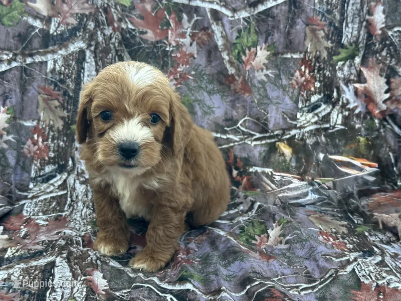 Sissy – Cavapoo puppy for sale in Clifton, KS