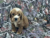 Sissy, a female Cavapoo for sale in Clifton, KS – 1 of 1