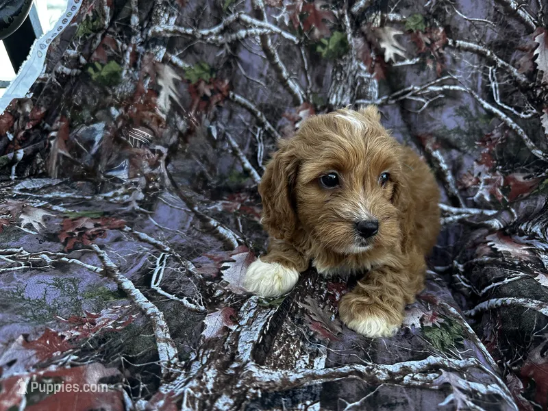 Layla  – Cockapoo puppy for sale in Clifton, KS