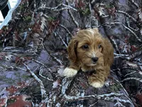 Layla , a female Cockapoo for sale in Clifton, KS – 1 of 2