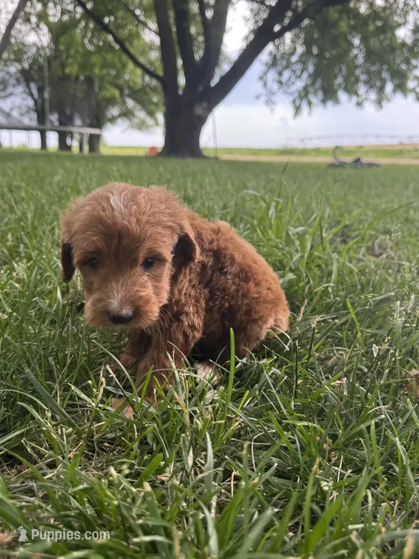 Benji – Miniature Goldendoodle puppy for sale in Clifton, KS