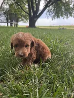 Benji, a male Miniature Goldendoodle for sale in Clifton, KS – 1 of 3