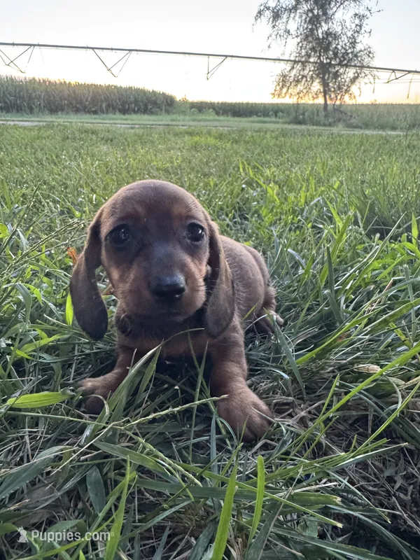 Minnie  – Miniature Dachshund puppy for sale in Clifton, KS
