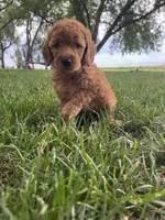 Layla, a female Miniature Goldendoodle for sale in Clifton, KS – 3 of 3