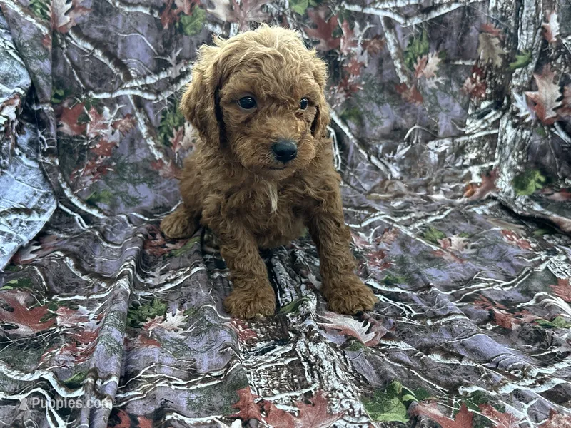 Ben – Cavapoo puppy for sale in Clifton, KS