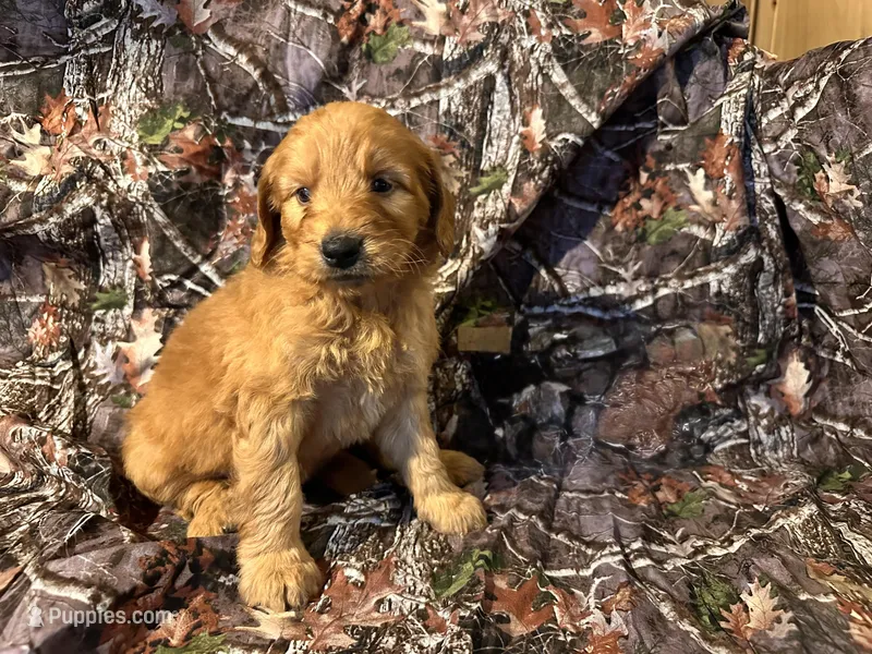 Sammy – Goldendoodle puppy for sale in Clifton, KS
