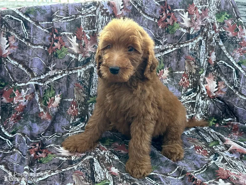 Lucy – Goldendoodle puppy for sale in Clifton, KS