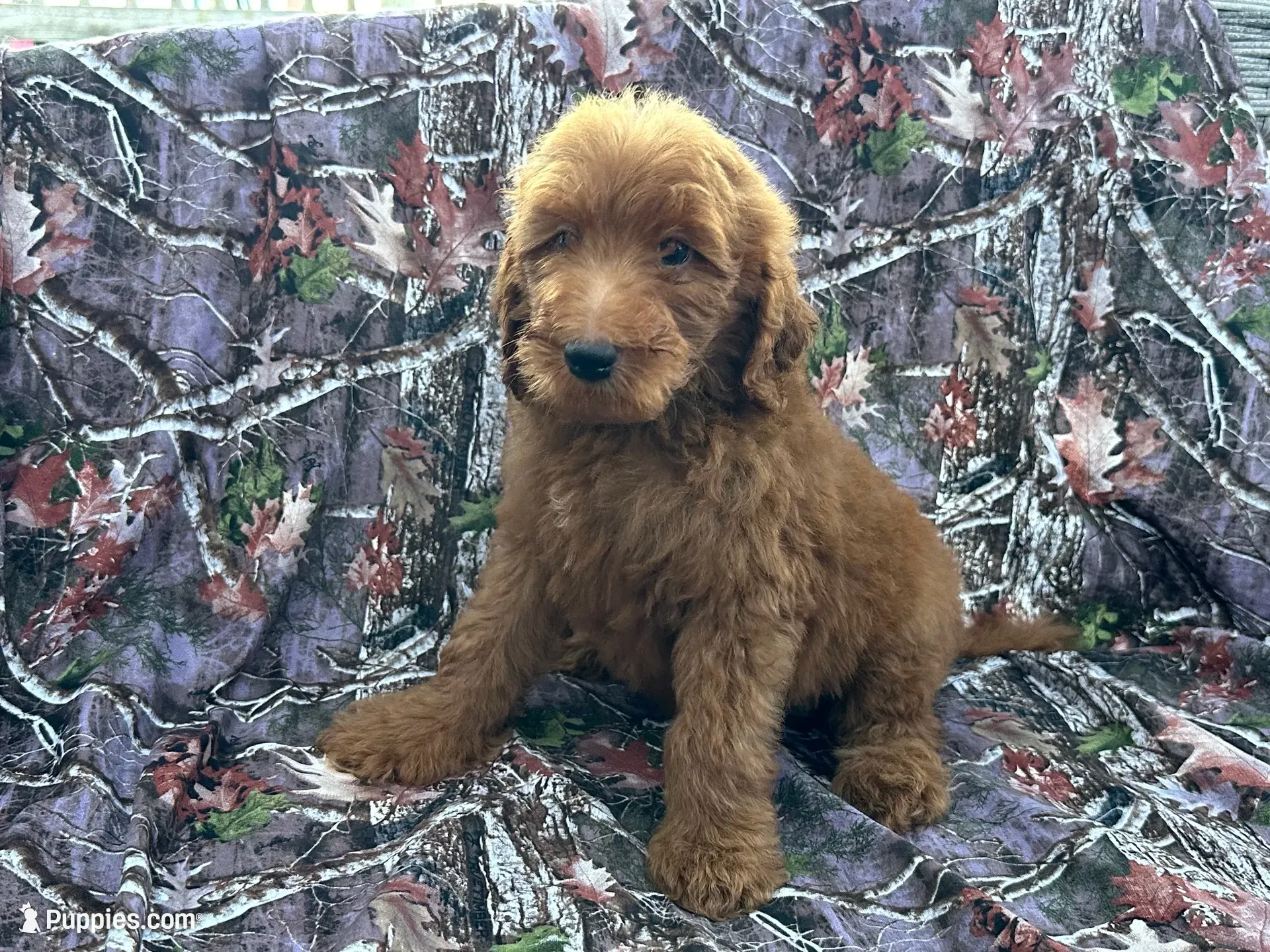Lucy, a female Goldendoodle for sale in Clifton, KS – 1 of 1