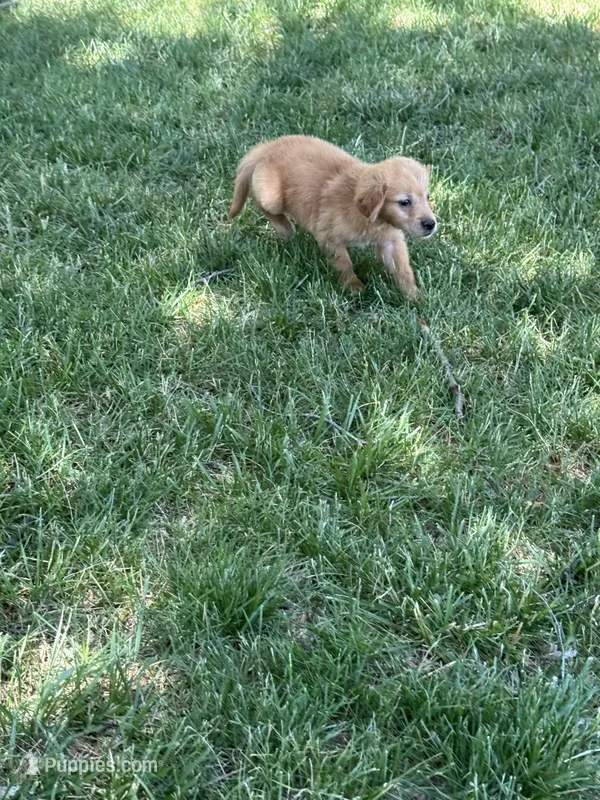 Sunny – Golden Retriever puppy for sale in Clifton, KS