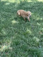 Sunny, a male Golden Retriever for sale in Clifton, KS – 1 of 2