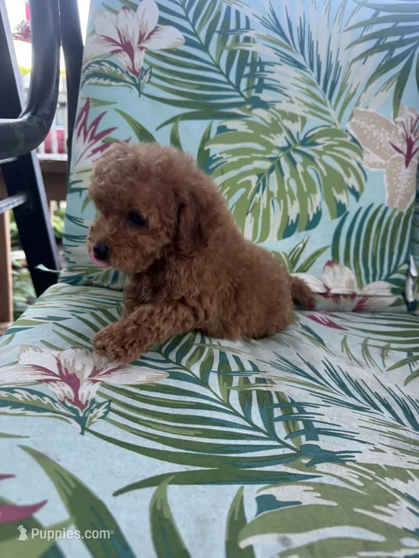 Milo – Cavapoo puppy for sale in Clifton, KS