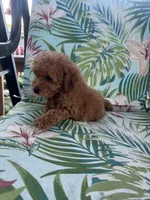 Milo, a male Cavapoo for sale in Clifton, KS – 1 of 3