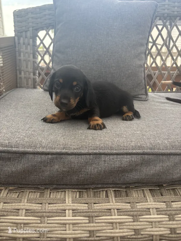 Minnie  – Miniature Dachshund puppy for sale in Clifton, KS