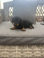 Minnie , a female Miniature Dachshund for sale in Clifton, KS – 1 of 1