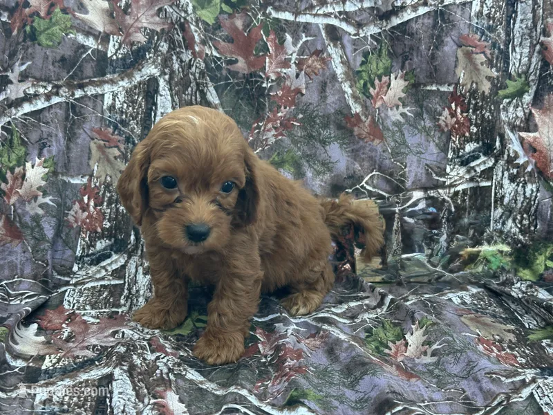 Leo – Cavapoo puppy for sale in Clifton, KS