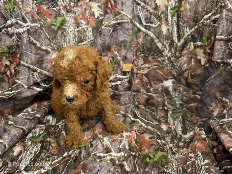 Tucker  – Miniature Goldendoodle puppy for sale in Clifton, KS