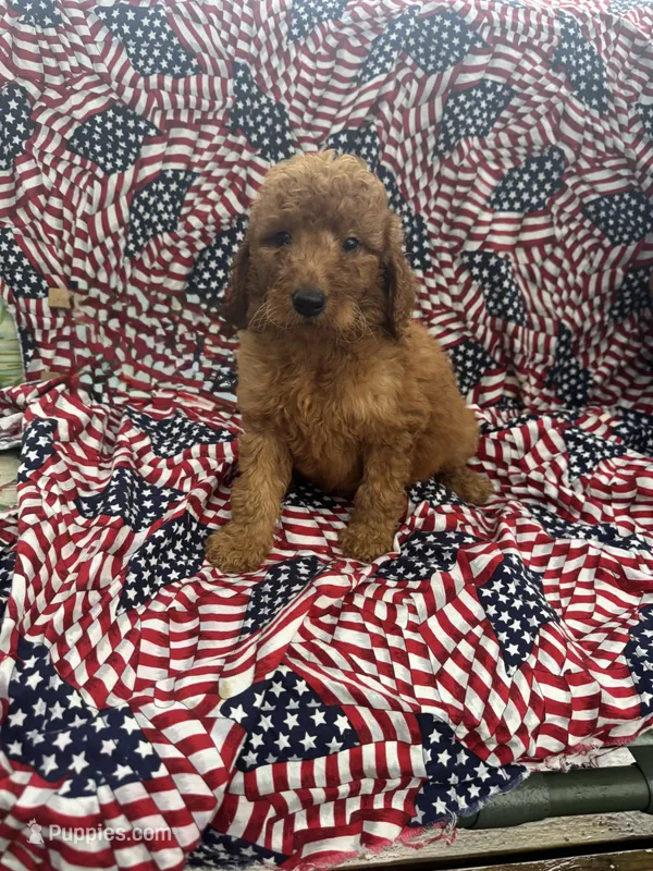 Ben, a male Goldendoodle for sale in Clifton, KS – 1 of 1