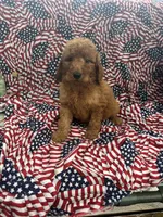 Ben, a male Goldendoodle for sale in Clifton, KS – 1 of 1
