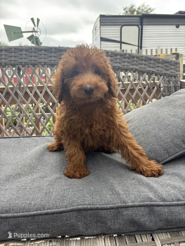 Skippy – Goldendoodle puppy for sale in Clifton, KS