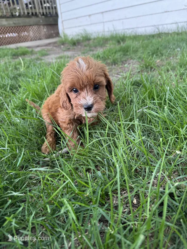 Layla  – Cavapoo puppy for sale in Clifton, KS