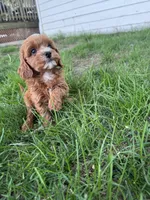 Layla , a female Cavapoo for sale in Clifton, KS – Photo 2 of 2