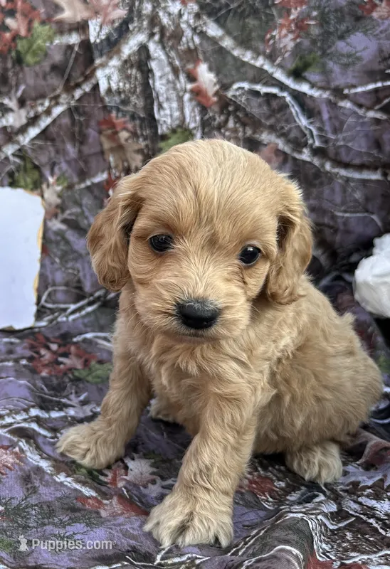 Missy  – Cockapoo puppy for sale in Clifton, KS