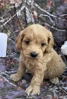 Missy , a female Cockapoo for sale in Clifton, KS – 1 of 1