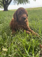 Benji, a male Miniature Goldendoodle for sale in Clifton, KS – 3 of 3